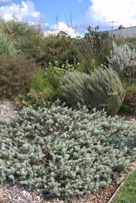 Eremophilas as ground cover: Eremophila 'Kalbarri Carpet' - Mallee Design