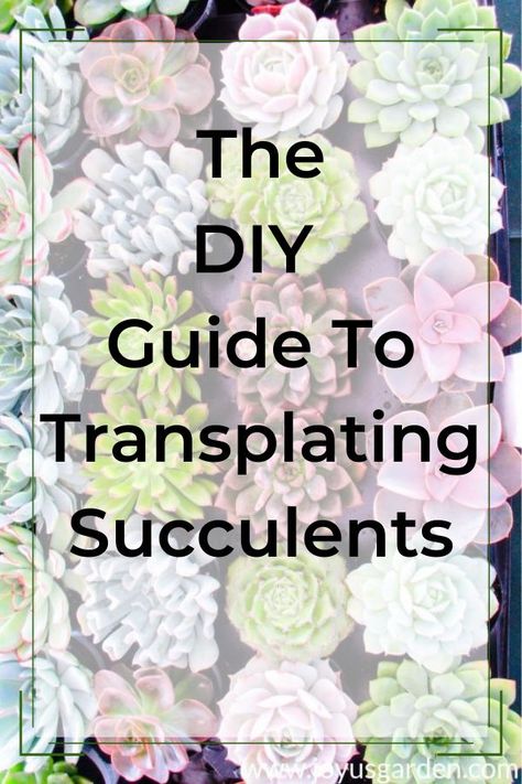 Transplanting Succulents, Transplant Succulents, Repotting Succulents, Pencil Cactus, Diy Mailbox, Stylish Pens, Diy Concrete Planters, Guide To, Worm Composting