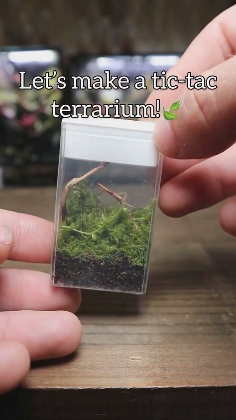 Tic Tac Terrarium, Tic Tac Container Crafts, Tictac Terrarium, Recycled Terrarium, Terrarium Videos, Terrarium Jewelry Diy, Cottage Core Room Ideas, Cottage Core Diy, Terrarium Necklace Diy