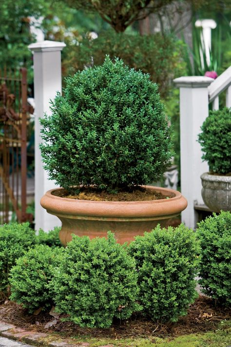 Green Mountain Boxwood, Boxwood Landscaping, Container Gardening Ideas, Boxwood Garden, Indoor Vegetables, Indoor Vegetable Gardening, Garden Shrubs, Master Gardener, Garden Containers