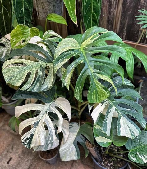 A comprehensive guide on planting, propagating, and maintaining Monstera Albo nodes. Learn essential steps, care tips, and more. Easy Care Houseplants, Monstera Albo, Planting Tips, Monstera Deliciosa, Care Tips, Plant Care, Planting, Sri Lanka, Garden Plants