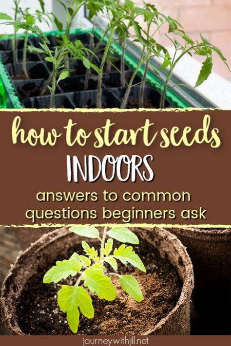 Start Seeds Indoors, Seedlings Indoors, Starting Seeds Indoors, Bush Beans, Pole Beans, Survival Gardening, Starting A Garden, Hardy Plants, Garden Pests