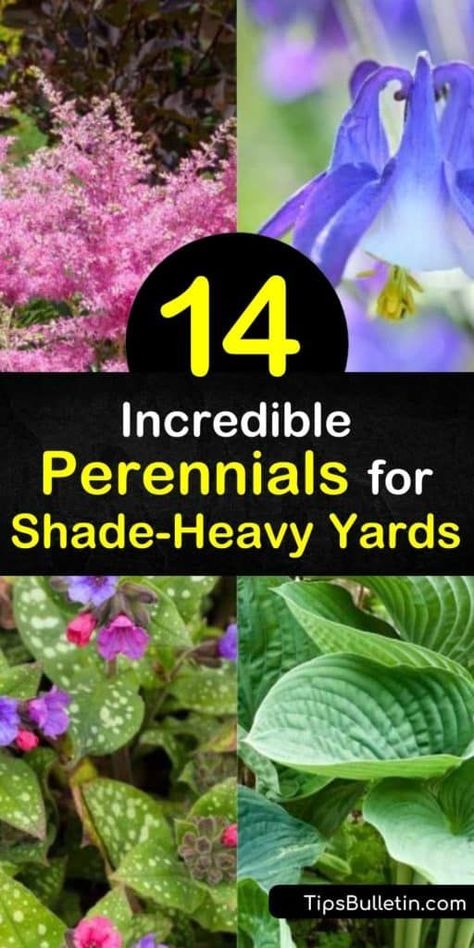 Full Shade Flowers, Shade Perennial Garden, Part Shade Perennials, Perennials For Shade, Best Perennials For Shade, Plants That Like Shade, Plants That Love Shade, Part Shade Flowers, Full Shade Plants