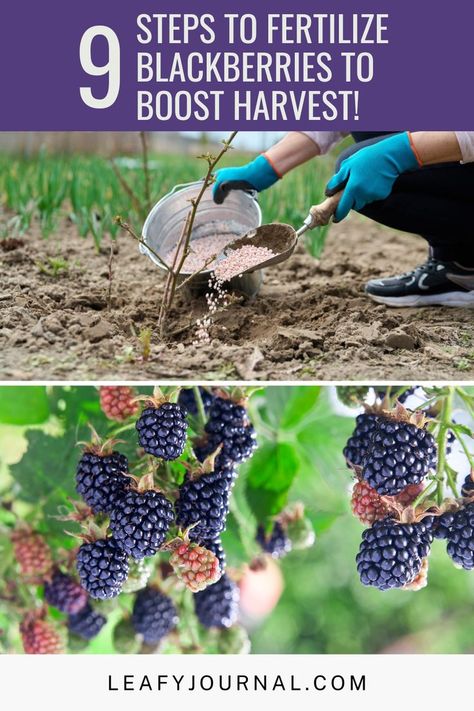 Blackberry Plant Care, Blackberry Care, Montana Gardening, Pruning Blackberries, Fruit Trees In Containers, Diy Fertilizer, Blackberry Plants, Growing Blackberries, Fruit Growing