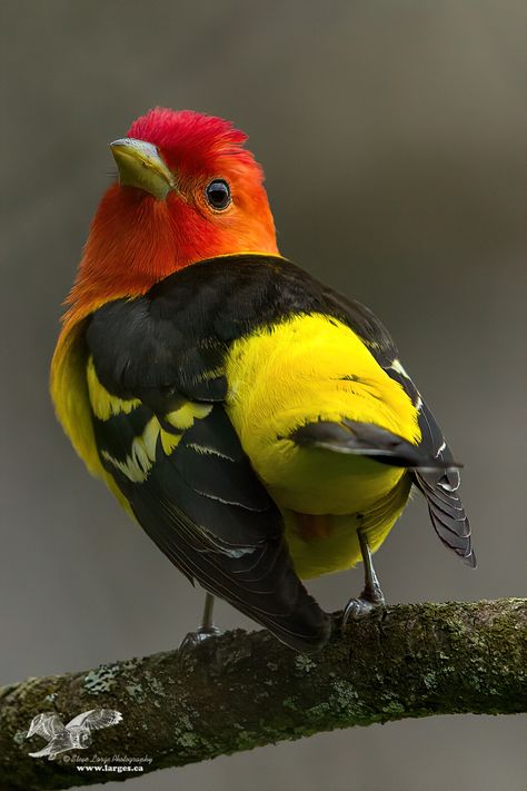 https://flic.kr/p/2iZdmYL | What Are You Lookin' At? (Western Tanager) | This one taken at Oliver Woods Marsh here in Nanaimo B.C. Western Tanager, Hope Is The Thing With Feathers, Wildlife Prints, Most Beautiful Birds, Exotic Bird, Rare Birds, Emily Dickinson, Nature Birds, John Muir