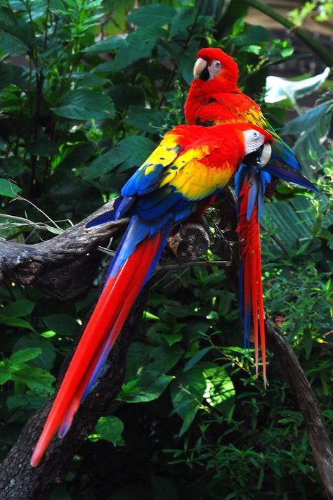 Amazon Rainforest Amazon Rainforest Facts, Rainforest Facts, Amazon Rainforest Animals, Rainforest Birds, Rainforest Plants, Rainforest Animals, Macaw Parrot, Colorful Parrots, Exotic Bird