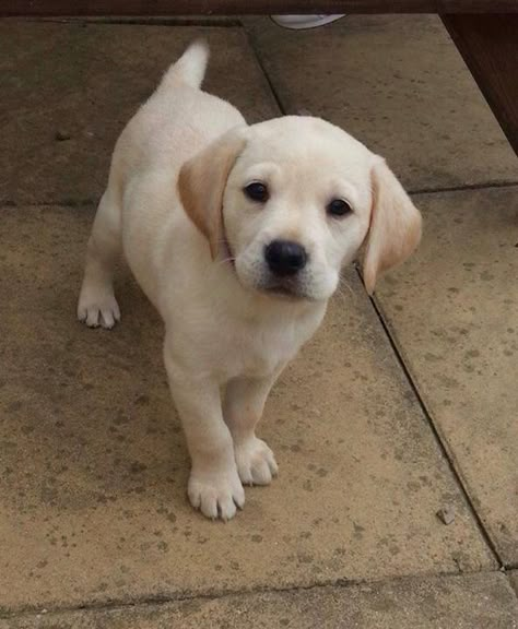 Golden Labrador Puppies, Cute Labrador Puppies, Puppy Dog Pictures, Yellow Lab Puppies, Cute Labrador, Labrador Puppies, Yellow Labs, Animal Humour, Lab Dogs