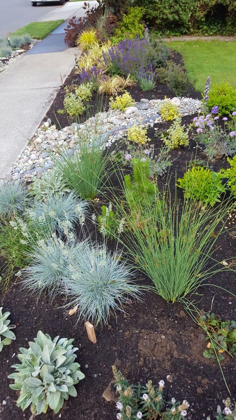 Lawn replacement plantings Sidewalk Plants, Parkway Landscaping, No Lawn Front Yard, Agave Landscaping, Rocks Garden Ideas, Gardens With Rocks, Boulevard Garden, Lawn Replacement, Aesthetic Patio