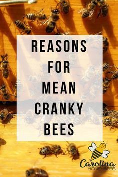 Why do I have aggressive bees in my late summer hives? There are many reasons for cranky bees. Enjoy these tips for how to deal with mean bees. #beekeeping #beekeeperdyi #backyardbeekeeper Become A Monster, Bee Hive Plans, Backyard Bee, Beekeeping For Beginners, Raising Bees, Backyard Beekeeping, Bee Boxes, Bee Farm, Bee Keeper