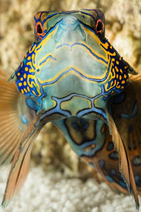 Mandarin Fish Photography, Colourful Fish Photography, Goby Fish, Fish Tails, Mediterranean Fish Species, Fish Mask, Blue Tang Fish, Mandarin Fish, Woodcarving Ideas