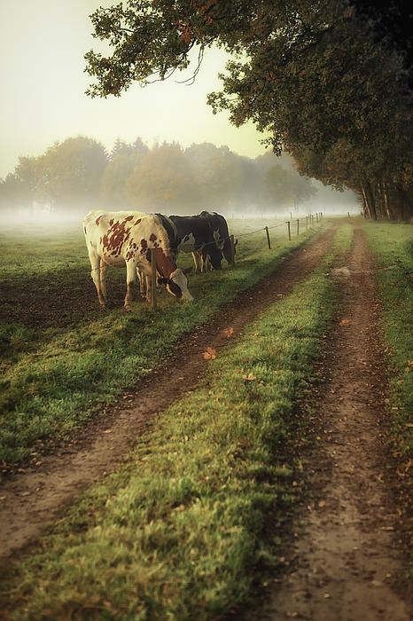 country roads Pretty Cows, Grazing Cattle, Greener Grass, Cows Grazing, Skai Jackson, Country Roads Take Me Home, Misty Morning, Country Scenes, Farms Living