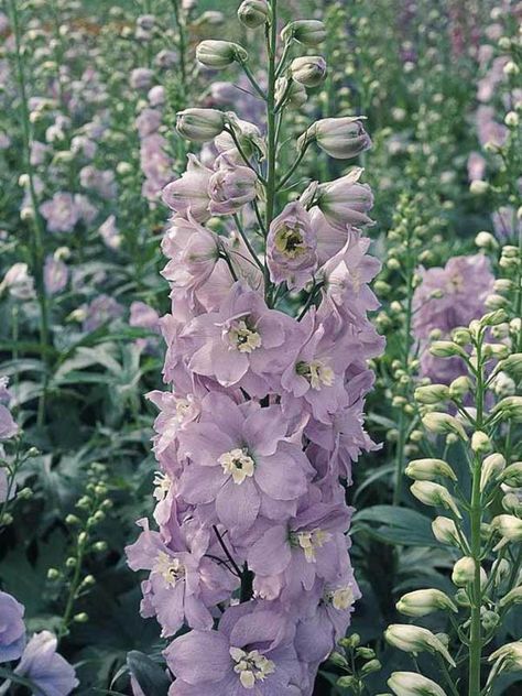 Delphinium Guinevere -- Bluestone Perennials Border Plants, Seed Catalogs, Flower Spike, Hardy Perennials, Heirloom Seeds, Delphinium, Types Of Soil, Growing Flowers, Amazing Flowers