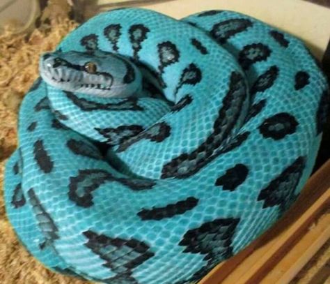 Blue carpet python Baby Exotic Animals, Python Royal, Carpet Python, Blue Python, Snake Photos, Baby Snakes, Cool Snakes, Colorful Snakes, Pretty Snakes