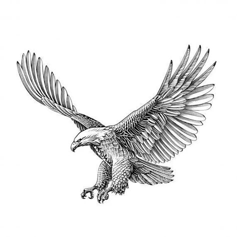 Eagle Drawings, Hawk Tattoos, Eagle Back Tattoo, Eagle Shoulder Tattoo, Eagle Wing Tattoos, Hawk Tattoo, Eagle Drawing, Sigil Tattoo, Tattoo Inspiration Men