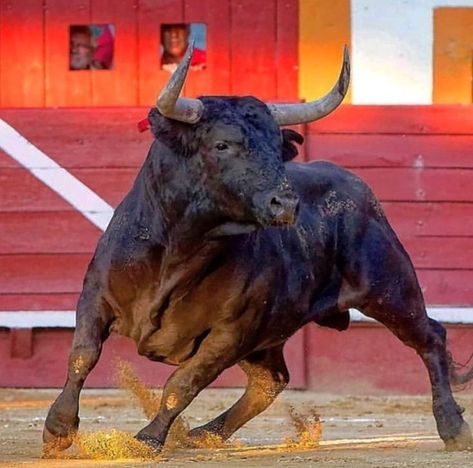 Charging Bull Photography, Bull Reference, Bull Running, Bull Animal, Bull Artwork, Bull Pictures, Bucking Bulls, Bull Painting, Bull Art