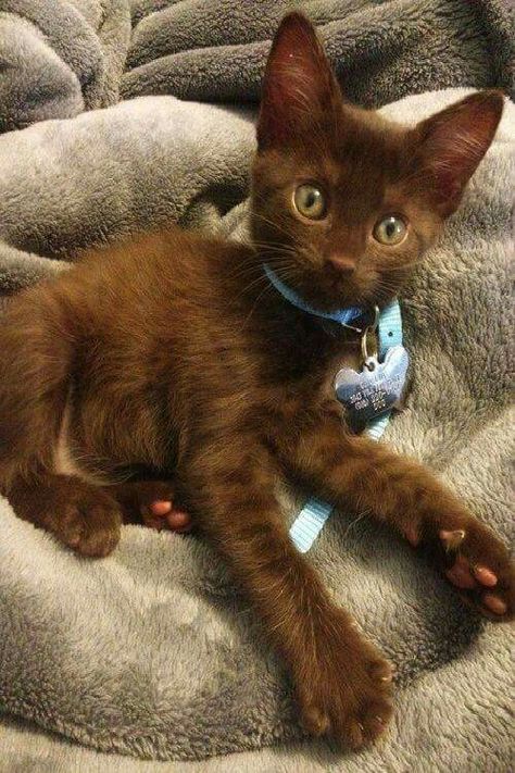 ❤ pretty chocolate kitty Havana Brown Cat, Brown Kitten, Tiny Cats, Brown Cat, Art Prompts, Cute Cats And Kittens, Cute Kittens, Kitty Cats, Cat Care