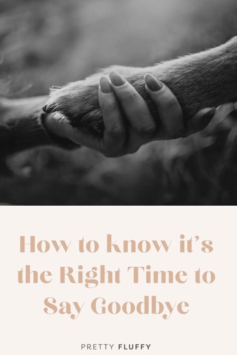 image of a woman's hand holding the paw of a dog, with the title "How to know if it's the right time to say goodbye." Advice From A Dog, Dog Last Day, Pet Euthanasia, Practice Manager, List Of Questions To Ask, Senior Dogs Care, Veterinary Nurse, Dog Behaviorist, Questions To Ask Yourself