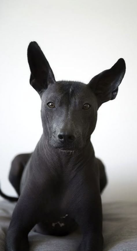 Xoloitzcuintli Dog, Xolo Dog, Hairless Dogs, Hairless Terrier, American Hairless Terrier, Mexican Hairless Dog, Hairless Dog, Chinese Crested, Rare Breed