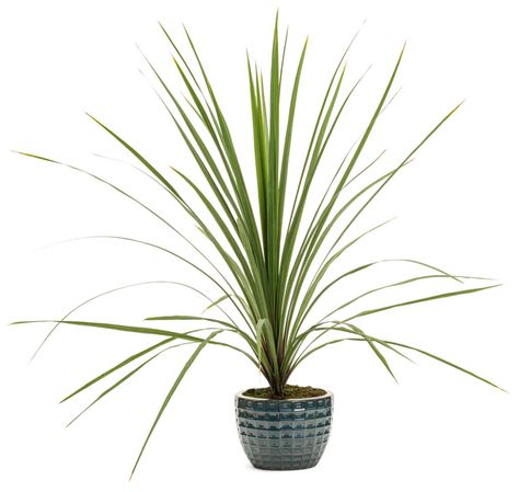 Proven Accents® - Spikes - Dracaena indivisa Images | Proven Winners Dracaena Care, Spike Plant, Pineapple Sage, Container Gardening Flowers, Proven Winners, Evergreen Plants, Landscape Features, Foliage Plants, Plant Needs