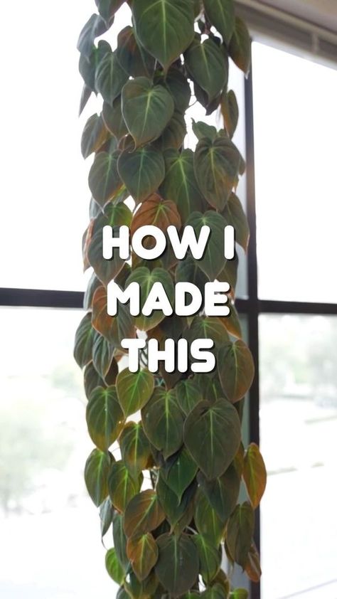 Moss Pole Plants, How To Make A Moss Pole, Diy Moss Pole, Philodendron Micans, Types Of Moss, Heart Leaf Philodendron, Moss Pole, Philodendron Plant, Hardware Cloth