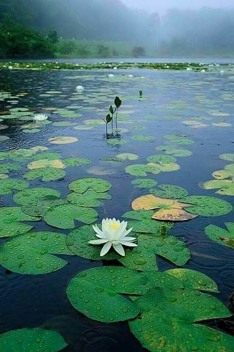 Lilly Pond, Water Lilies Painting, Tropical Illustration, Lily Painting, Jungle Art, Lake Photography, Water Lilly, Pond Plants, Plant Aesthetic