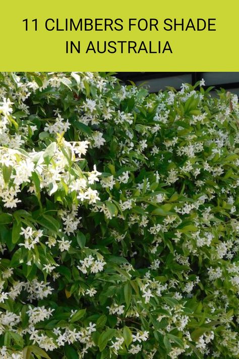 Looking for beautiful climbers to grow in the shade? Discover 11 stunning vines and climbing plants that will thrive even in low light conditions in Australian gardens. From aromatic Star Jasmine to elegant climbing roses, there are plenty of options to brighten your shaded areas. Many of these plants not only look gorgeous but also improve your garden’s atmosphere. Curious about which varieties thrive best in shady spots? Check out the full article to learn more about creating your shady paradise in Australia. Australian Native Climbing Plants, Shade Vines, Climbers For Shade, Evergreen Climbers, Australian Gardens, Ultimate Backyard, Climbing Flowers, Climbing Rose, Star Jasmine