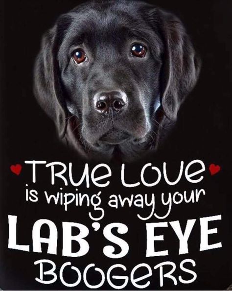 Black Lab Funny, Labrador Retriever Quotes, Labrador Quotes, Meds For Dogs, Funny Day Quotes, Dog Quotes Love, Valentines Day Funny, Black Labrador Retriever, Black Labs