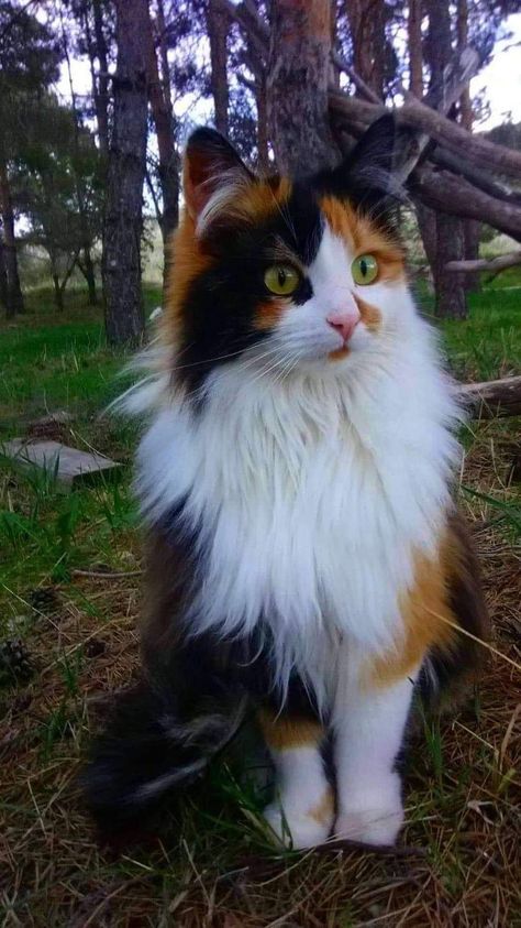 Calico Cat Names, Cat Breeds Chart, Calico Kitten, Pet Halloween Costumes, Cute Cats Photos, Unique Cats, Calico Cat, Cats Illustration, Cat Names