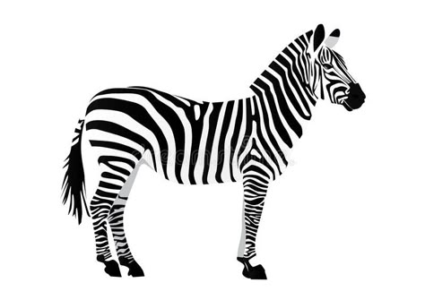 Zebra. Isolated zebra side-view full-height silhoette , #affiliate, #zebra, #side, #Zebra, #Isolated, #height #ad Zebra Tattoos, Zebra Drawing, Zebra Pictures, Zebra Illustration, Zoo Animals Photography, Zebra Art, Floral Logo Design, Animal Illustration Art, Fused Glass Artwork