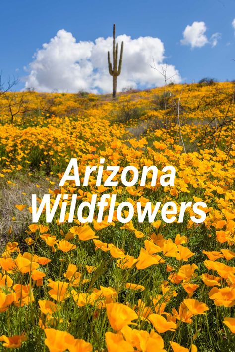 Where can you see #wildflowers in #Arizona this Spring? It has been a SUPERBLOOM! Here's what we found... Arizona Desert Flowers, Arizona Flowers, Arizona Wildflowers, 2024 Manifestation, Arizona Gardening, Flower Places, Wild Flower Meadow, Superstition Mountains, Fields Of Gold