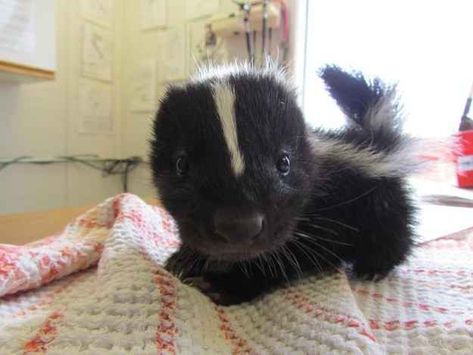 Baby skunk Baby Skunk, Baby Skunks, Koci Humor, New Kitten, Psy I Szczenięta, Silly Animals, Night Shift, Pewdiepie, Funny Animal Memes