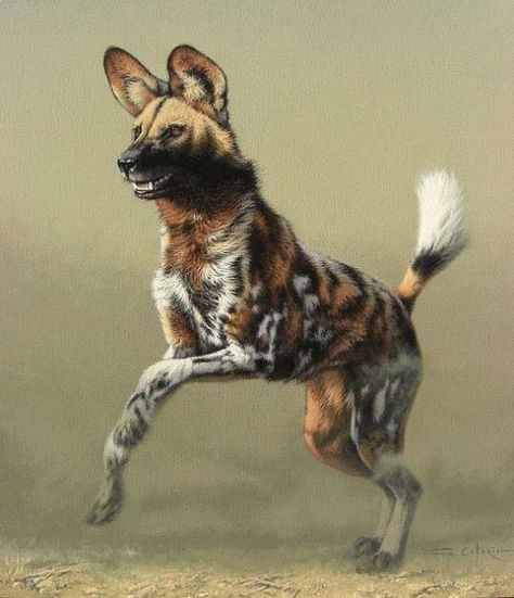 African Hunting Dog, Wild Dog, African Wild Dog, Fascinating Facts, Pretty Animals, Wild Dogs, African Wildlife, Hyena, African Animals