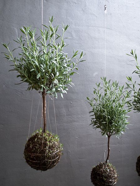 Diy Kokedama, String Garden, Moss Ball, Lavender Garden, Garden Terrarium, Bonsai Garden, Cactus Garden, Hanging Garden, Deco Floral