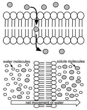 Cell Membrane Captions | Fluid Mosaic Model Of Cell Membrane, Cell Membrane Activity, Basic Cell Structure, Cell Membrane Transport, Cell Membrane Structure, Microbial Fuel Cell, Cell Transport, Cells Worksheet, Triangle Worksheet