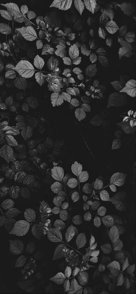 Screensaver Iphone Aesthetic Dark, Gothic Background Wallpapers, Black Wallpaper Homescreen, Dark Homescreen Wallpaper, Witchy Background, White Iphone Wallpaper, Galaxia Wallpaper, Beautiful Wallpaper Images, Moody Wallpaper