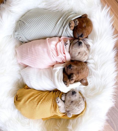 New Born Puppies Photos, Puppy For Sale Picture Ideas, 3 Week Old Puppy Photoshoot, 2 Week Old Puppy Photoshoot, Puppy Picture Ideas To Sell, Newborn Puppy Photoshoot Ideas, Puppy Photoshoot Ideas, Puppy Photoshoot, Kawaii Pets