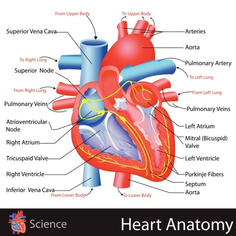 Learn About the Heart {Simple Anatomy Craft} Human Heart Diagram, Human Heart Anatomy, Heart Diagram, Anatomy Lessons, Basic Anatomy And Physiology, Nurse Study Notes, The Human Heart, Parts Of The Heart, Heart Anatomy