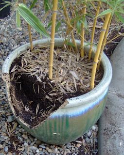 Bamboo Geek: The best containers to grow bamboo in... Growing Bamboo In Containers, Zen Terrace, Bamboo Screen Garden, Hill Country Landscape, Raised Container Garden, Pool Privacy, Cottage Yard, Tiny House Garden, Bamboo Screen