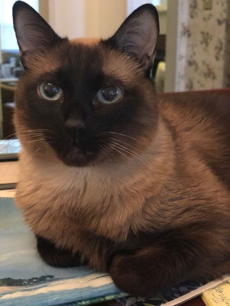 Siamese Seal Point Cat, Seal Point Siamese Kittens, Seal Point Cat, Chocolate Point Siamese, Tonkinese Kittens, Seal Point Siamese, Cats Musical, Kittens For Sale, Persian Kittens