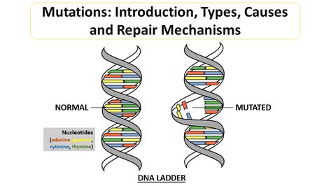 Point Mutation, Dna Polymerase, Dna Replication, Dna Sequence, Human Dna, Dna Repair, Gene Expression, Ultraviolet Light, Science Fair Projects