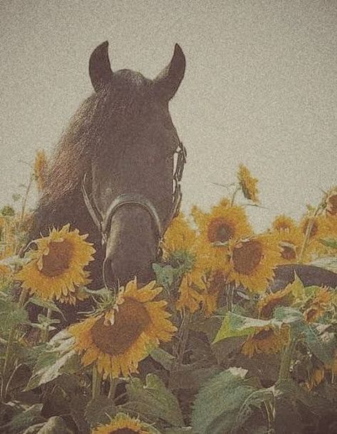 Wallpaper Horse Aesthetic, Horse Pfp, Wallpaper Horse, Horse Wallpaper, Horse Aesthetic, Aesthetic Cute, Your Profile, Cute Horses, Wallpaper For Your Phone