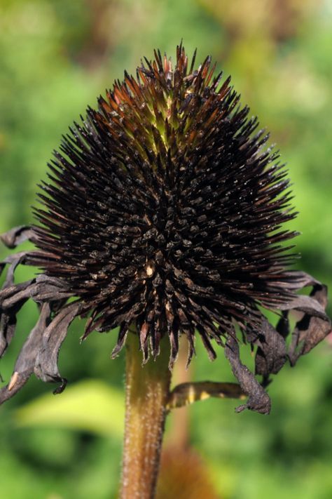 Harvesting Coneflower Seeds, Planting Coneflower Seeds, Coneflower Garden Design, Coneflower Companion Plants, Cone Flower Garden, Coneflowers Perennial Gardens, Come Flowers, Cone Flowers Perennials, Coneflower Landscaping