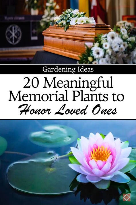 Looking for a special way to honor the memory of a departed loved one? Explore these 20 beautiful plants that can transform your garden into a peaceful, living tribute. From flowering perennials to symbolic evergreens, these plants represent love, remembrance, and peace. Whether you're a gardening beginner or enthusiast, create a serene space that celebrates cherished memories. Save this pin to your gardening board and discover more ways to memorialize your loved ones. Memorial Garden Ideas, Memorial Plants, Prunus Serrulata, Flowering Perennials, In Memorium, Peaceful Living, Thriving Garden, Indoor Plant Care, Beautiful Plants