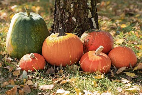 Identifying and Choosing the Best Types of Pumpkins Pumpkin Meaning, How To Grow Pumpkins, Grow Pumpkins, Pie Pumpkins, Spring Harvest, Types Of Pumpkins, 3 Pumpkins, Garden To Table, Pumpkin Varieties