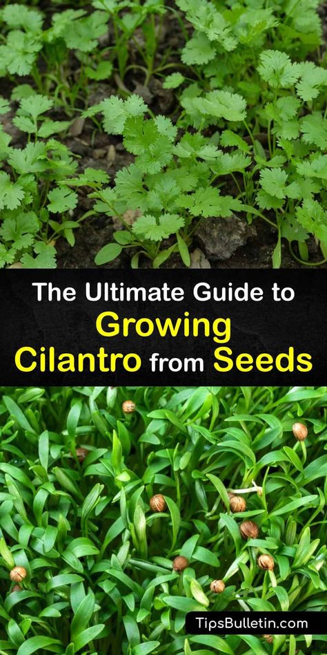 Cilantro From Seed, How To Grow Cilantro, Grow Cilantro, How To Harvest Cilantro, Cilantro Plant, Cold Frame Gardening, Cilantro Seeds, Growing Cilantro, Small Front Yard Landscaping