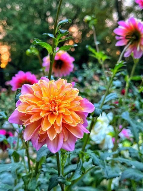 Anemone Dahlia, Dahlia Tubers, Overwintering, Master Gardener, Replant, Spring Garden, Anemone, Amazing Gardens, Gardening Tips