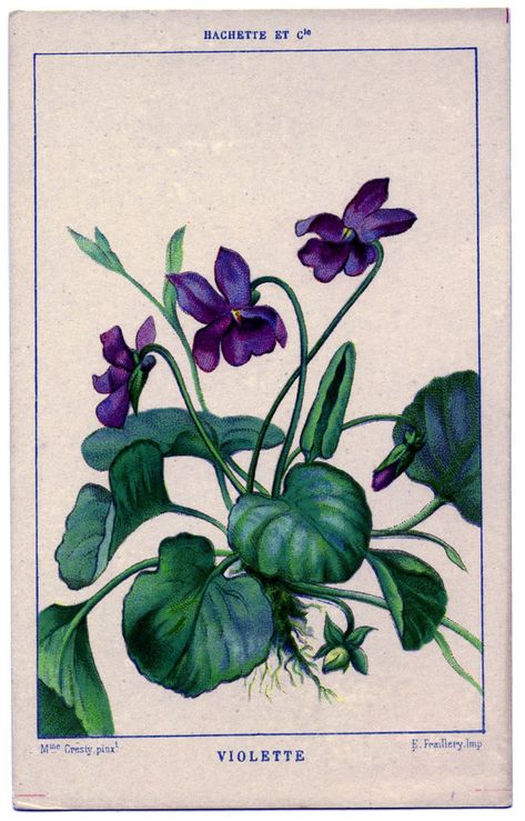 Pictures Of Violets, Violet Tattoo, All The Bright Places, The Graphics Fairy, Graphics Fairy, Floral Graphic, Violet Flower, Botanical Drawings, Drawing Images