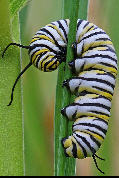 Common Milkweed, Caterpillar Art, Caterpillar Insect, Monarch Caterpillar, Cool Bugs, Beautiful Bugs, Creepy Crawlies, Arthropods, Arachnids