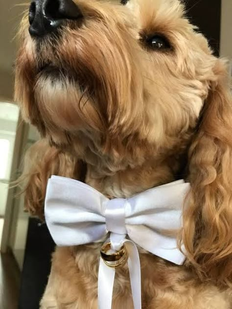 Dog Ring Bearer Collar, Dog Bow Tie Wedding, Dog Ring Bearer, Ring Bearer Dog, Wedding Dog Collar, Collar Accessories, Beaded Dog Collar, White Bow Tie, Cute Dog Collars