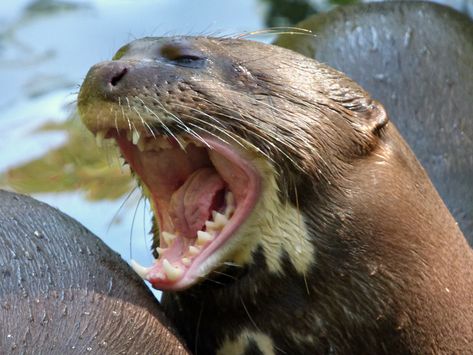 Pokemon Song, Giant Otter, Giant River Otter, Funny Otter, Animal Traits, Otter Art, American Animals, River Otter, Sea Otter